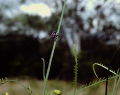 Megalostomis dimidiata