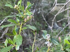 Ceanothus spinosus