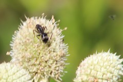Camponotus