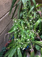 Epidendrum veroscriptum