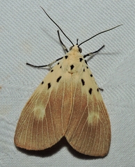 Asota iodamia