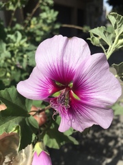 Malva subovata bicolor
