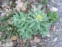 Fibigia eriocarpa
