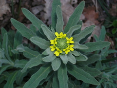 Fibigia eriocarpa