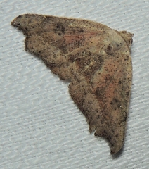 Laspeyria concavata