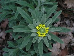 Fibigia eriocarpa