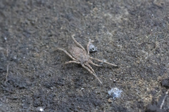 Trogulidae