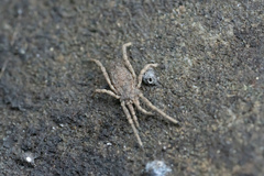 Trogulidae