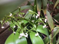 Epidendrum veroscriptum