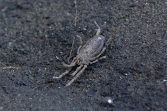Trogulidae