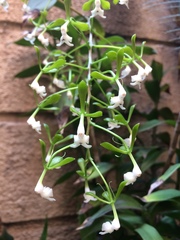 Epidendrum veroscriptum