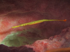 Dunckerocampus pessuliferus