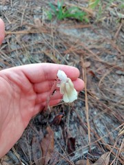 Monotropa uniflora image