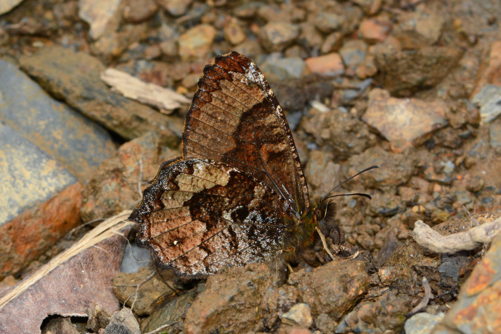 Panyapedaliodes silpa