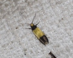 Heteroteucha kershawi