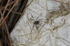 Metaplatybunus rhodiensis