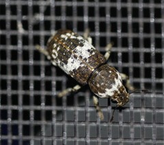 Dendropemon albopictus
