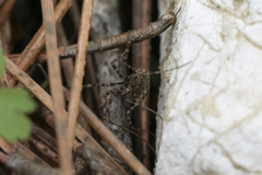 Metaplatybunus rhodiensis