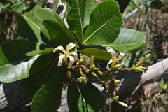 Himatanthus obovatus