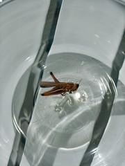 Ophiocordycipitaceae