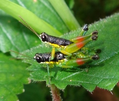 Liebermannacris dorsualis