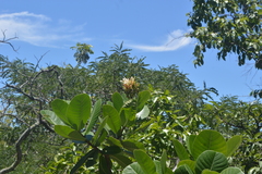 Himatanthus obovatus