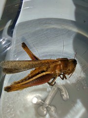 Ophiocordycipitaceae