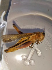 Ophiocordycipitaceae