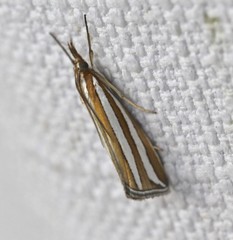 Hednota bivittella