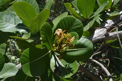 Himatanthus obovatus