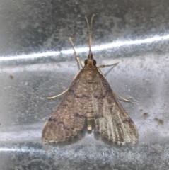 Piletocera macroperalis
