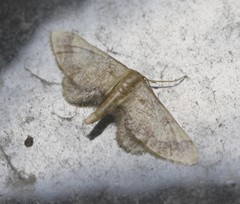 Idaea trypheropa