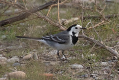 Motacilla alba