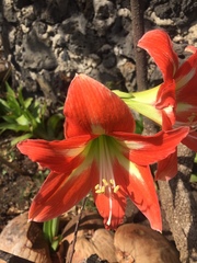 Hippeastrum reginae