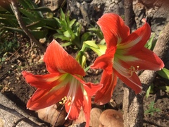 Hippeastrum reginae