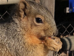 Sciurus niger