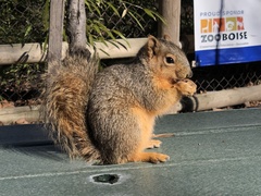 Sciurus niger