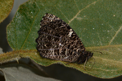 Panyapedaliodes puma