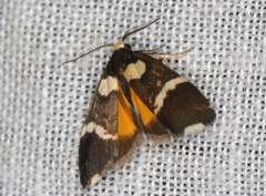 Thallarcha phalarota