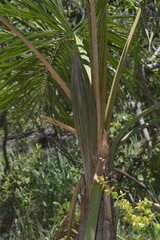 Syagrus