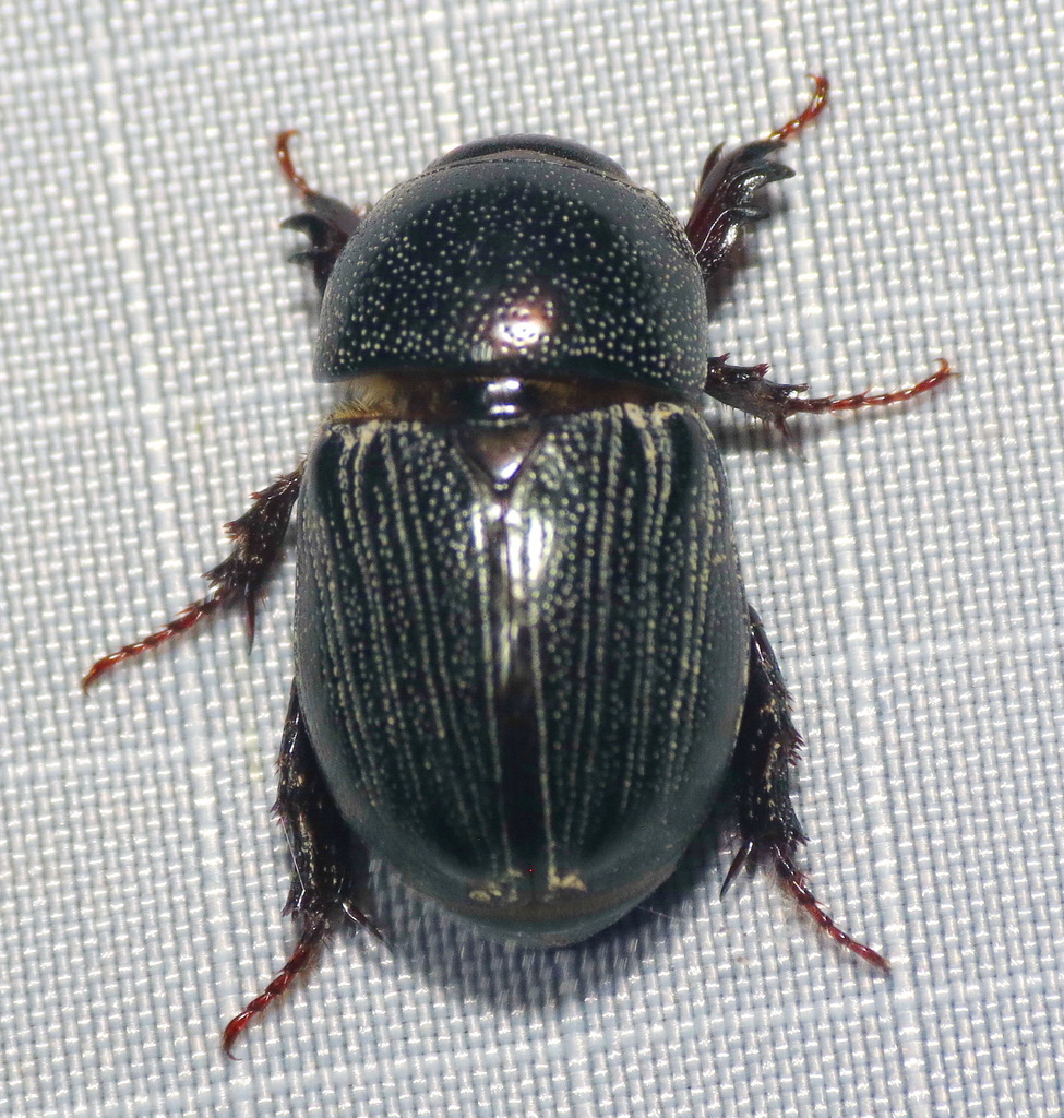 Sugarcane Beetle