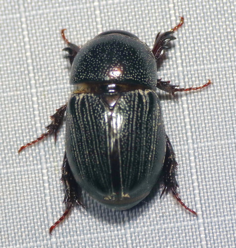 Sugarcane Beetle