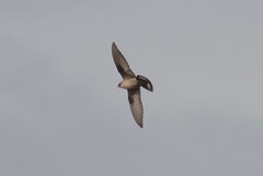 Ptyonoprogne rupestris