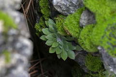 Rosularia serrata