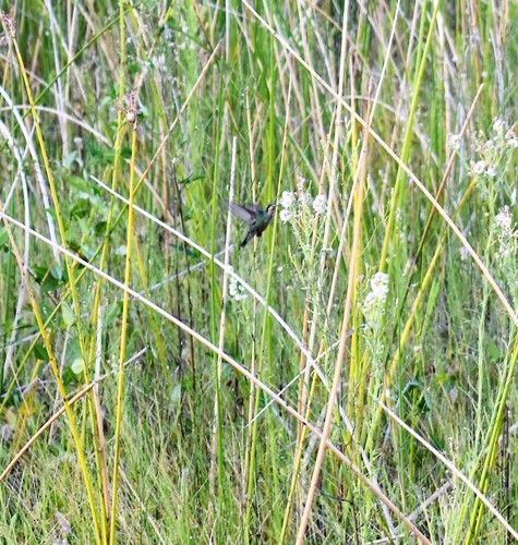 照片110946498,(c) norberto muzzachiodi,保留部分权利(cc by-nc)