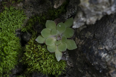Rosularia serrata