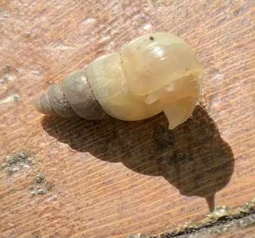 Leptinaria