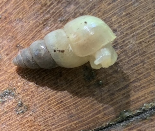 Leptinaria