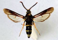 Paranthrene tabaniformis