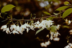 Styrax americanus